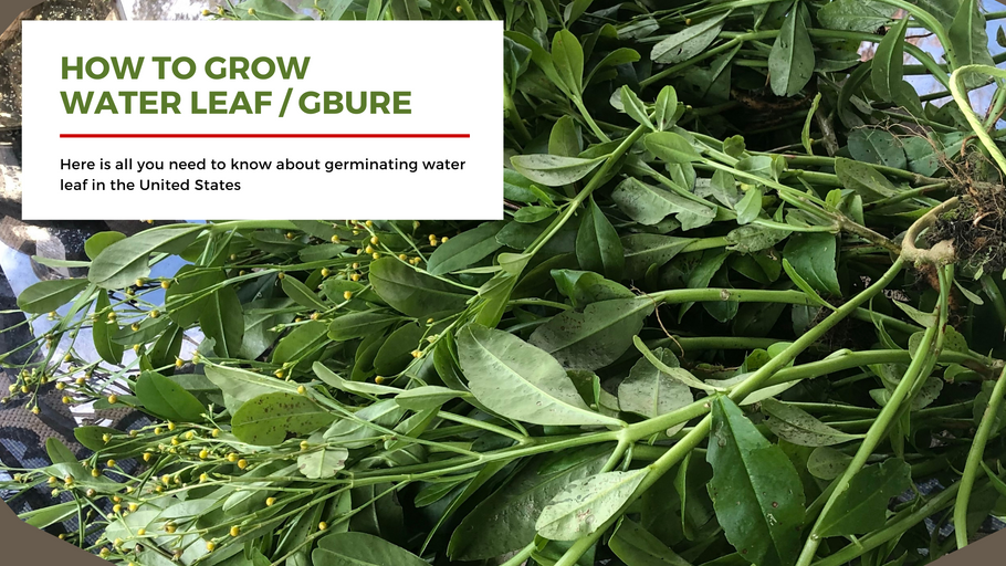 Best Way To Cultivate Water Leaves in USA