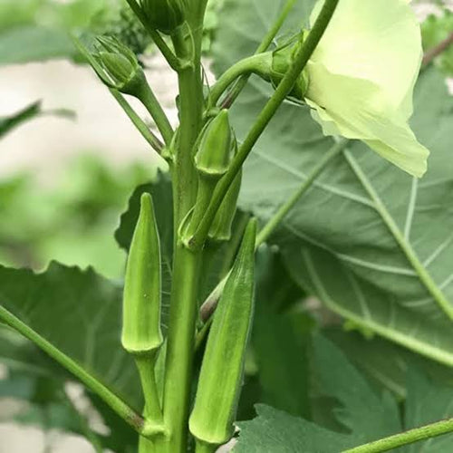 Nigerian Okra Seeds (Okro Seeds)